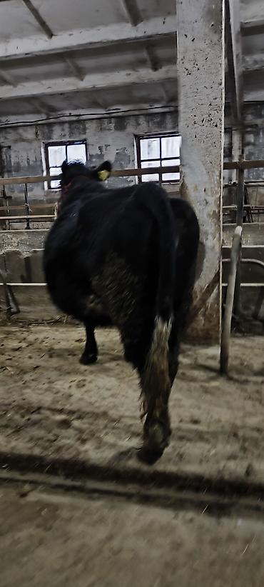 Коровы, быки: Продаю | Корова (самка) | Стельные — 7