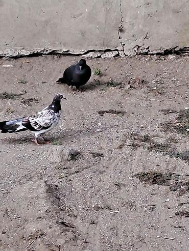 eşşək qiyməti: Hami bahali quslardi hamisini baha almisam sadece baska yere gedirem — 8