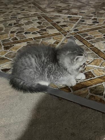 Pişiklər: Tabbi — 12