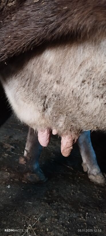 мейн кун бишкек питомник lyubushka купить котенка цена фото: Сатам | Уй (ургаачы) | Көбөйтүү үчүн | Бооз