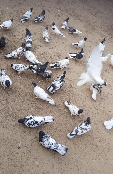 Göyərçinlər: Quşlar satılr @sarayli_qusbaz_agaselim — 2