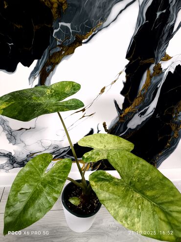 фикус али: Алоказия Одора Батик (вариегатная форма) в обычном горшке. + Детка