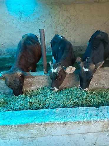Продам с/х животных: Продаю | Бык (самец) | Полукровка | На откорм | Привязанные — 2