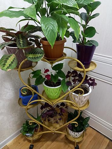 4 mom: Полка, этажерка для цветов, Новый, Железо, Самовывоз — 7