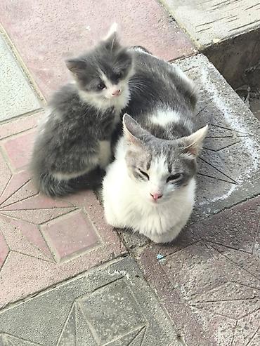 disi at: Dişi, Yaxşı əllərə, Ünvandan götürmə — 2