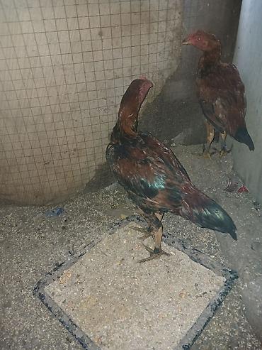 silkie ipək toyugu: Məhsul: Gənc xoruz (yerli qarışıq cins) Təsvir:40 manat - — 4