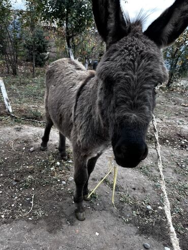 террариум для черепахи: Осёл (молодой ослик) серо-бурой масти. Характеристики: - Компактный