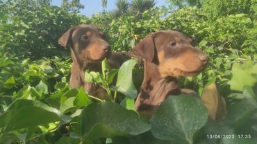 golden retriever satilir: Doberman, 1 ay, Erkek, Sənədli, Ünvandan götürmə, Pulsuz çatdırılma