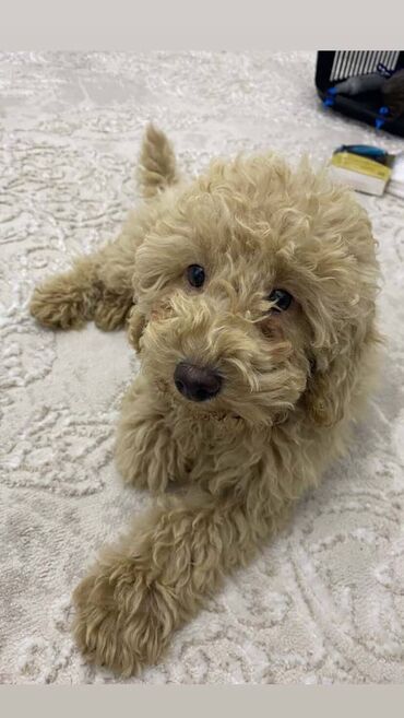 i̇t pudel: Pudel, 3 ay, Dişi, Peyvəndli, Ünvandan götürmə, Pulsuz çatdırılma, Ödənişli çatdırılma