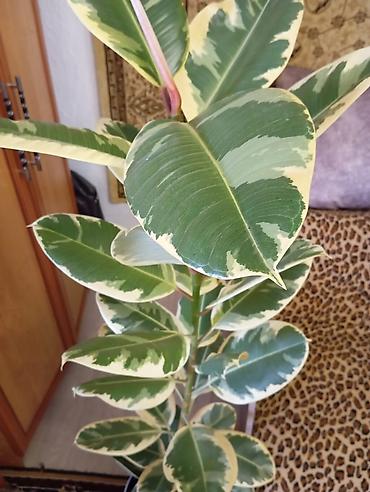 цветы бишкек комнатные: Фикус эластика вариегатный (Ficus elastica Tineke). - Высокорослый — 2