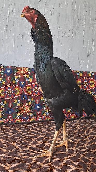 Куры, петухи: Продаю | Петух | Бойцовая | Для разведения — 7