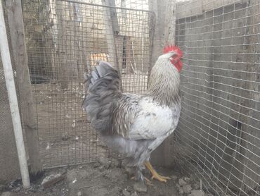 Xoruzlar: Ordekler 42 azn diri ceki 4kg 300gr. xoruz cekisi 2kg.600gr. - Cins — 8