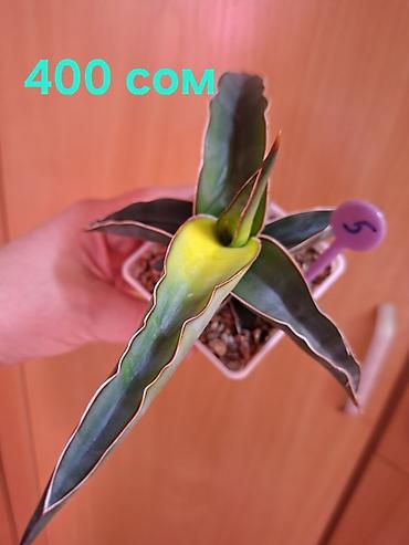 Драцены и Сансевиерии: Суккуленты Sansevieria (сансевиерия) в горшках 6–7 см. Компактные — 9