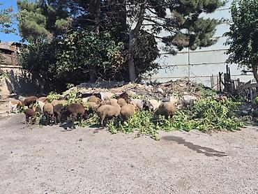 heleb kecileri: 27 eded keci cepis coxuda bogazdi 19 eded qoyun quzudu 4 erkek 4 ana 2 — 8