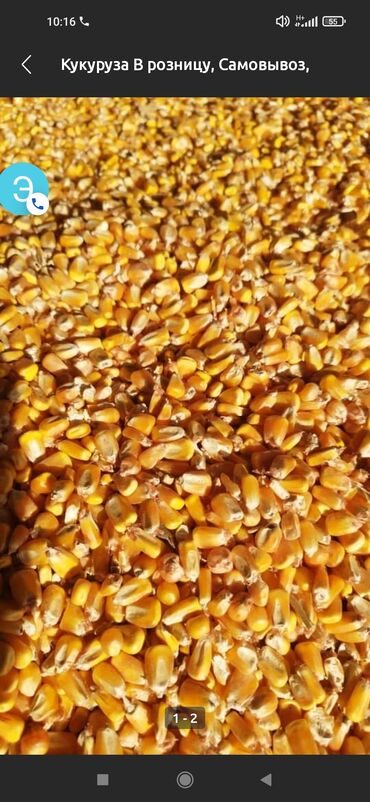 Кукуруза: Кукуруза Оптом, Самовывоз