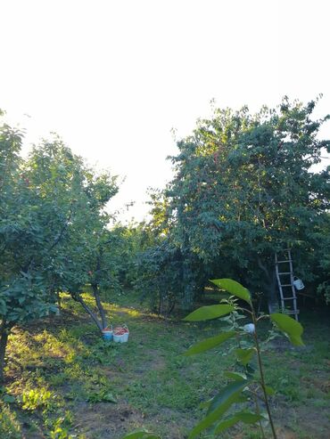 Bağ evlərinin satışı: Sumqayıt, 100 kv. m, 3 otaqlı, Hovuzsuz, Qaz, Su, İşıq -da lalafo.az — 6 Bağ evlərinin satışı: Sumqayıt, 100 kv. m, 3 otaqlı, Hovuzsuz, Qaz, Su, İşıq — 6