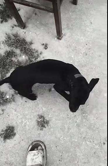 pitbull balaları: Salam satılır tam sağlam amerikan pitbul terrier saf qan erkəy — 3