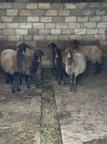 Qoyunlar, qoçlar: Qoyunlar – qaragül tipli qəhvəyi yunlu, qara başlı və ayaqlı heyvanlar — 9