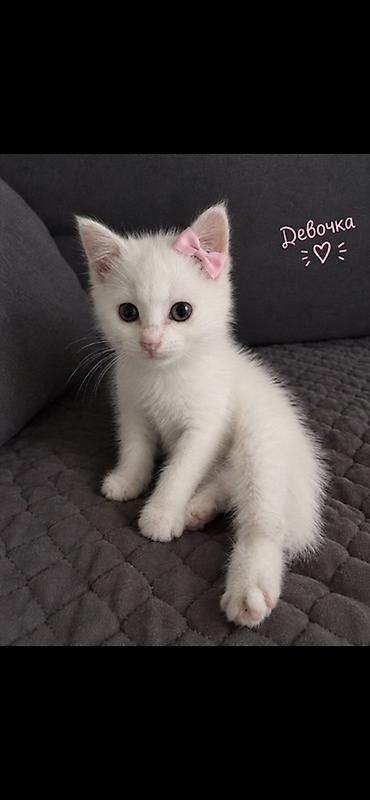 Отдам даром кошку: Кошка даром: Беспородная, 1 месяц, Девочка, Приучена к лотку — 4