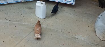 Göyərçinlər: Sari qara cutdu.sarinin ata anasi 6 saat ucur .cutu 45manata.pavlin 10 — 7