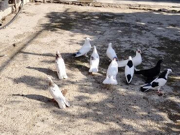 quş qovan aparat: Salam quslar maşdagadadi hopdom. Satilir qiymet 10manat hopdavoy tek
