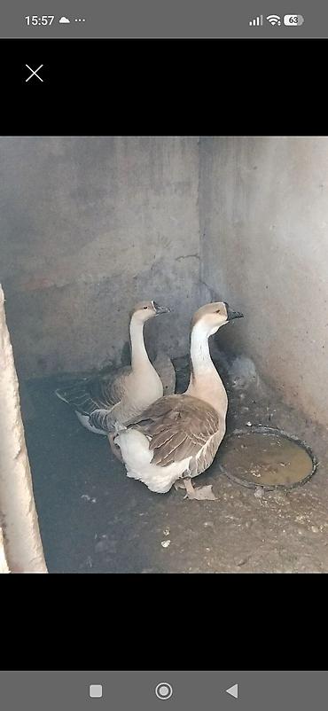quslar haqqinda melumat: Bele kuban qazı lazimdı 1 cüt kimde varsa alam — 1