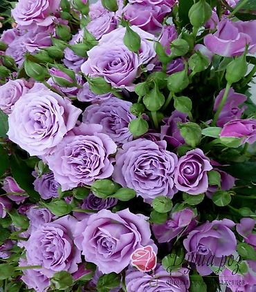 Роза: Саженцы — 16