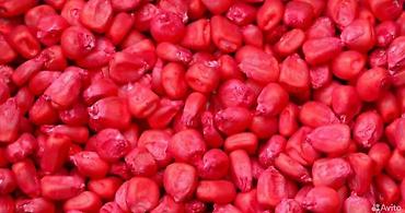 Кукуруза: ЭЛИТА жугору урондор местный Ала Тоо, Манас, Чуй 62 ж.б. гибрид жугору — 8