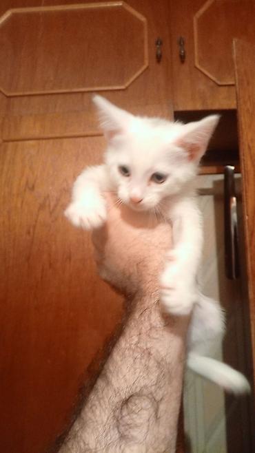 Pişiklər: Benqal — 8