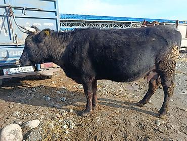 Коровы, быки: Продаю | Корова (самка) | Алатауская | Для молока | Стельные — 4