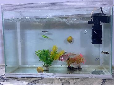balığı: Akvarium dəsti.İçində 7 dənə balıq,2 dənə su iblisi 1 dənədə filtr və — 3