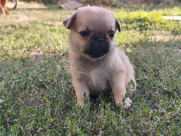 Продажа собак: Мопс, 1 месяц, Самка — 3