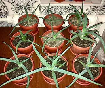 Алоэ: АЛОЭ Древовидные ("Столетники"). Возраст: от 3 лет и больше — 13