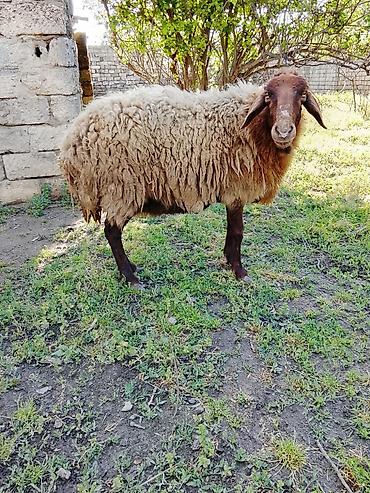 kirpi satisi: Dişi, Qala, il: 3, 70 kq, Damazlıq, Ödənişli çatdırılma, Ünvandan götürmə — 3