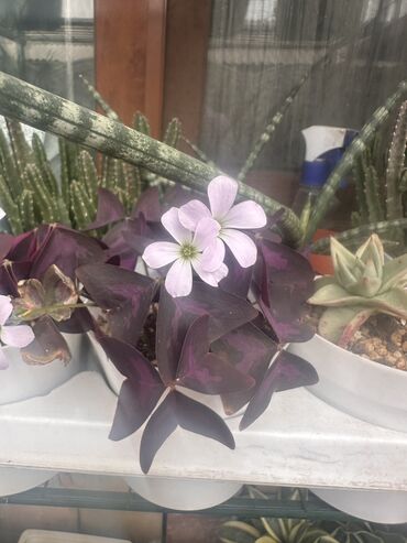 Другие комнатные растения: Комнатные растения — 15