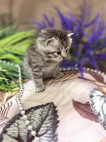 Продажа кошек: Шотландские котята (скоттиш-фолд/скоттиш-страйт), окрасы серебристый — 3
