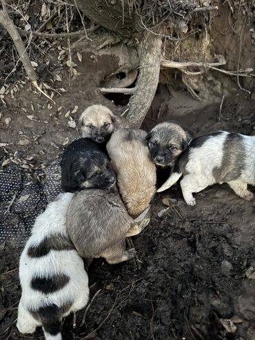 Отдам даром собаку: Собака даром: 1 месяц, Самец