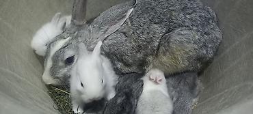 Dovşanlar: Salam. dovsan balalari tek ve top satilir — 8