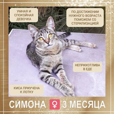 если не кастрировать кота: 3 айлык, Ургаачы, Лотокко барууга үйрөтүлгөн, Курттардан тазаланган