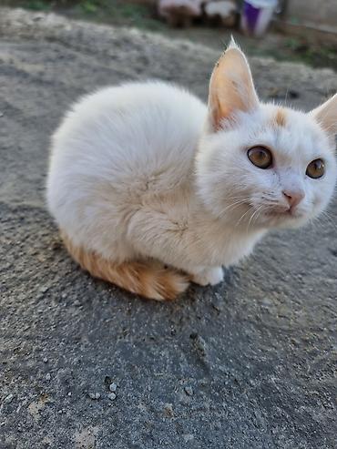 Продажа кошек: Даром котёнок домашний, короткошёрстный. Окрас преимущественно белый с — 1