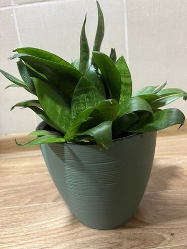 сансевиерия купить: Продаю сансевиерия (Sansevieria), ещё её называют «щучий хвост»