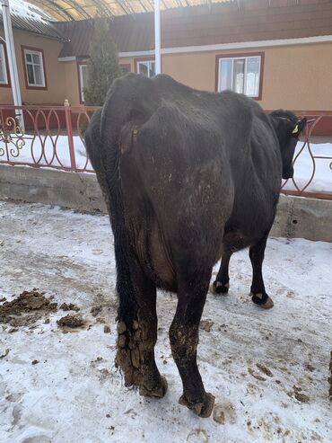Коровы, быки: Продаю | Корова (самка) | Алатауская, Симментальская | На откорм, Для разведения, Для молока | После отела — 12