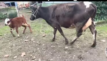 bakida cins ineklerin satisi: Dişi, il: 1, 500 kq, Damazlıq, Ödənişli çatdırılma lalafo.az -da bakida cins ineklerin satisi: Dişi, il: 1, 500 kq, Damazlıq, Ödənişli çatdırılma