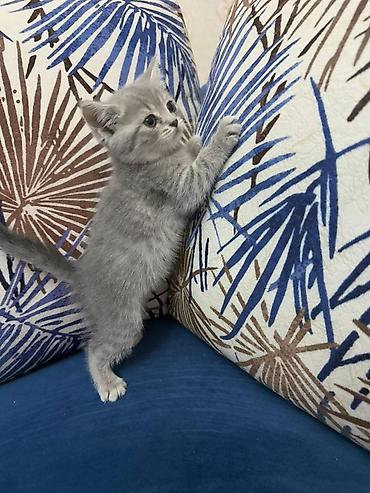 Pişiklər: Fars — 6