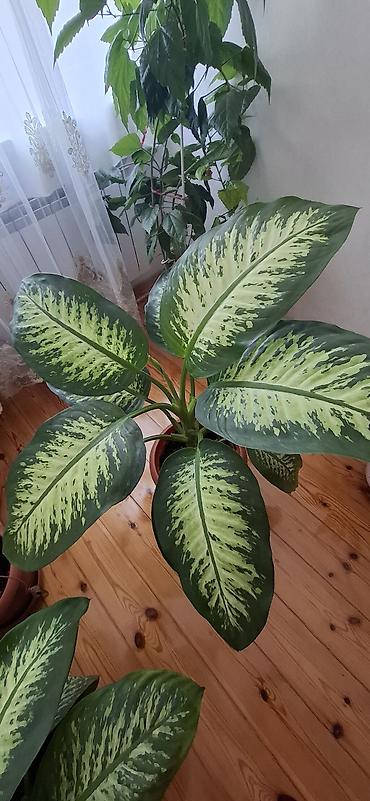 dekorativ goyercinler: Dieffenbaxiya (Dieffenbachia) – iri, zolaqlı yarpaqları olan dekorativ — 1