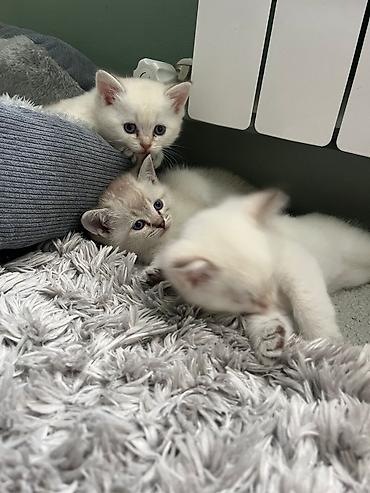 Pişiklər: Şinşilla — 4