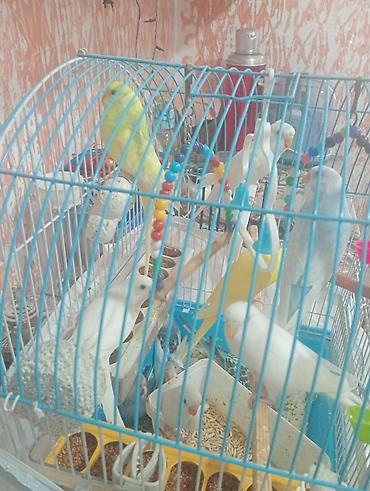 tutuquşu satışı az: Mavi çərçivəli qəfəsdə bir neçə tutuquşu. Qəfəsdə ağ, sarı və mavi — 2