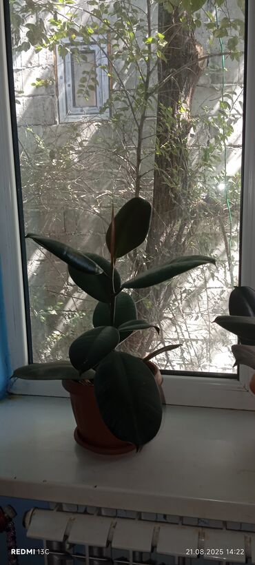 Фикусы: Фикусы — 8