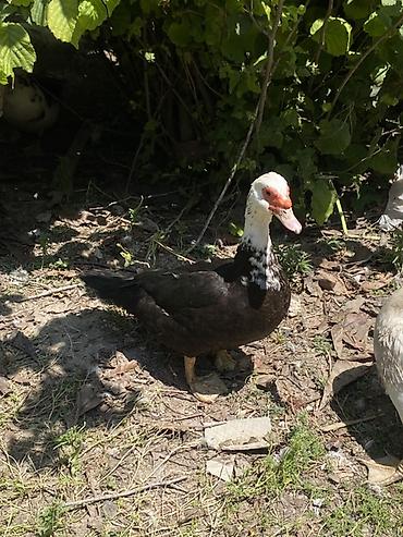 ordəyi: Dişi-20 təxmini 5,6 ədəd Erkəy40-45 2ədəd Muscovy ördəkləri — 6