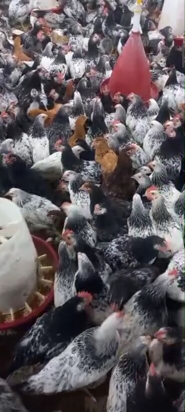 Balıqlar: Toyuq, Adler, Ətlik, Ödənişli çatdırılma